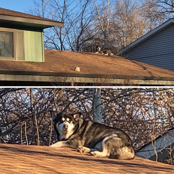 3rd Generation “Roof Dog”: Our neighbor’s first husky learned how to climb onto the roof, then proceeded to teach the next husky that came along, then the present generation. The home is near a school and the kids always look for him on their walk home.