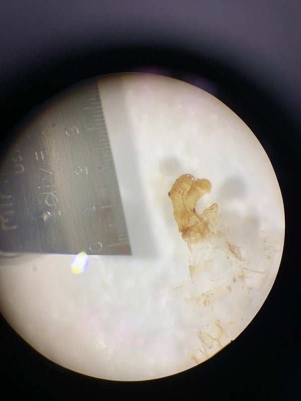 Extremely small ruler under a very strong microscope