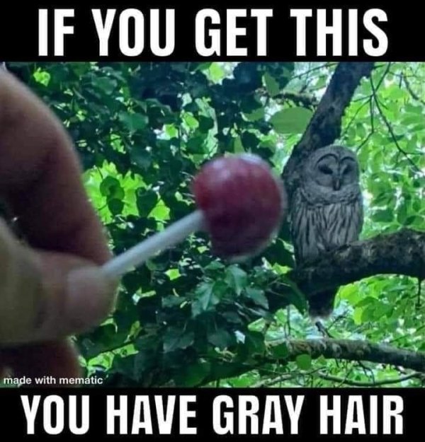 lollipop owl meme - If You Get This made with mematic You Have Gray Hair