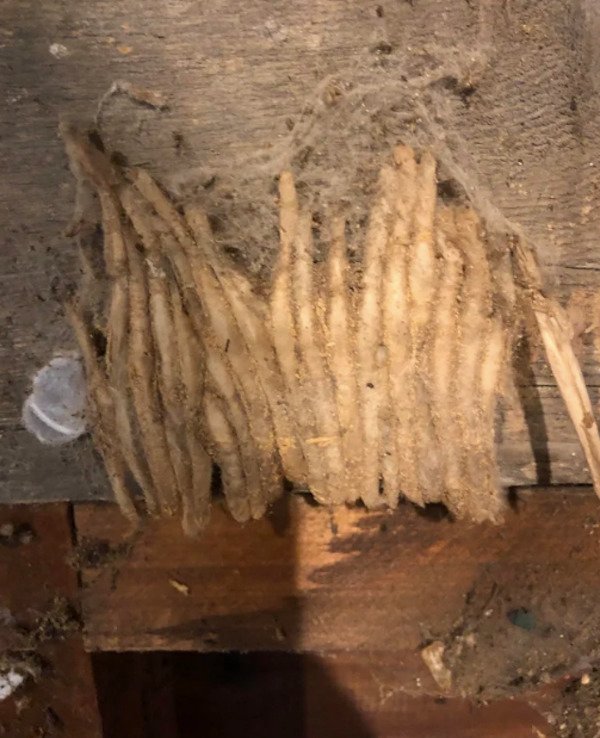 2”-4” long fuzzy tubes. Soft but not easily removed. Found in a 50+ year old garage. Nothing appears to be inside them.

A: We used to call those “Mud Dauber nests” (Mud Daubers being a type of insect).