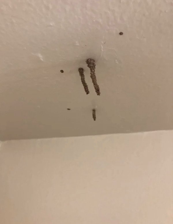 What is this stuff growing out of the nail holes in my ceiling?

A: That’s termite frass. You’ve got bad termites and you’ll want to deal with it asap.