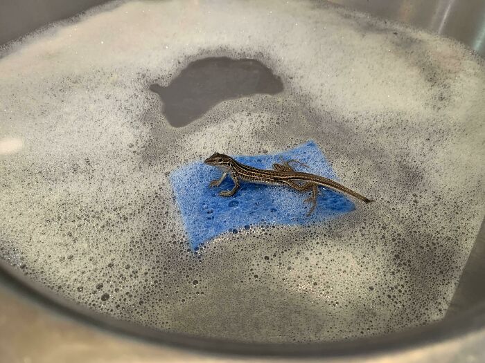 I Came In My Kitchen To Find A Lizard Using A Sponge As A Raft In The Sink. (I Live In New Mexico)