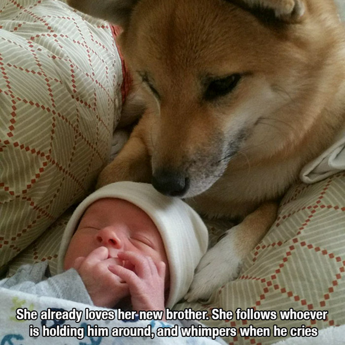 shiba inu and newborn baby - She already loves her new brother. She s whoever is holding him around, and whimpers when he cries