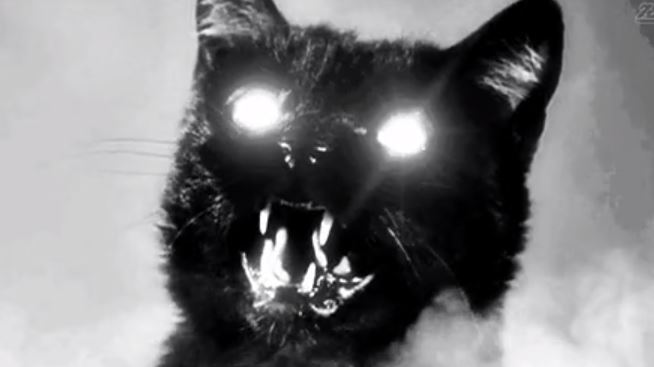 scary black cat gif - In