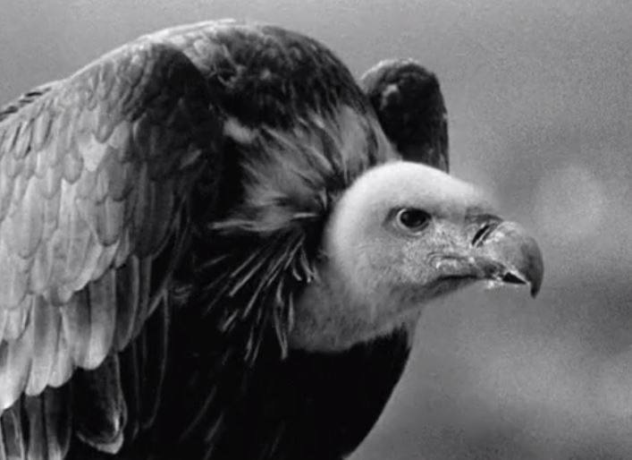 gif of vulture