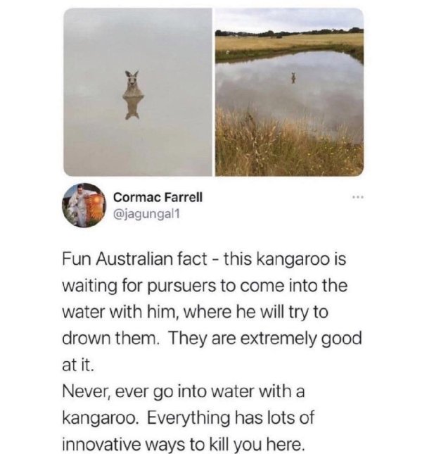 kangaroo in water meme - Cormac Farrell Fun Australian fact this kangaroo is waiting for pursuers to come into the water with him, where he will try to drown them. They are extremely good at it. Never, ever go into water with a kangaroo. Everything has lo
