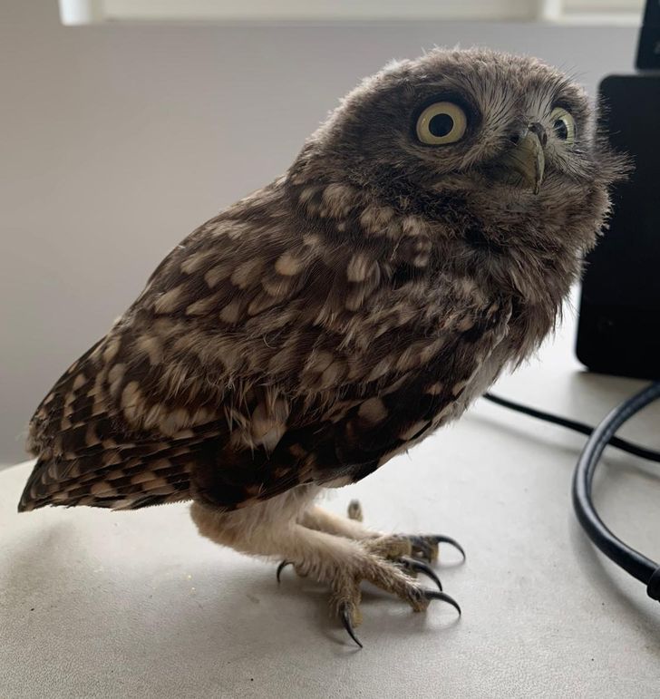 “A little owl that my dad found in our home”