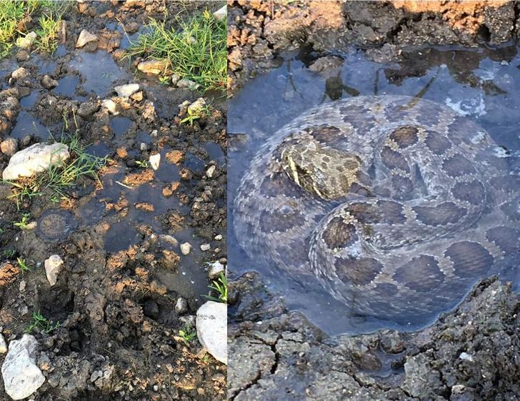 “This rattlesnake was found bathing in a puddle created from a cow’s hoofprint.”