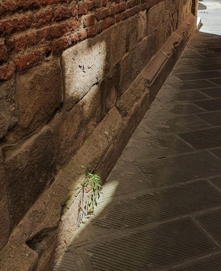 “Lonely plant growing in a tiny spot of light in a street in Lucca, Italy”