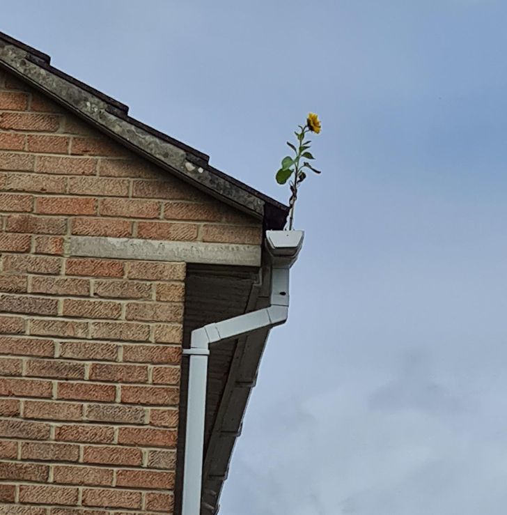 “There is a sunflower growing from my neighbor’s gutter.”