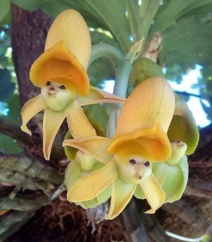 These smiling flowers