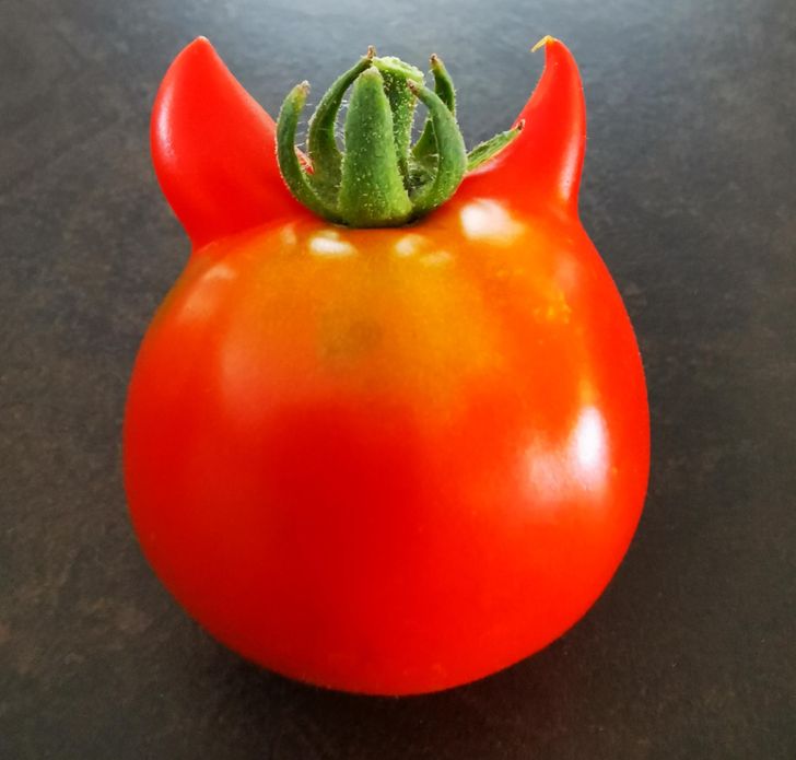 This tomato and its little horns