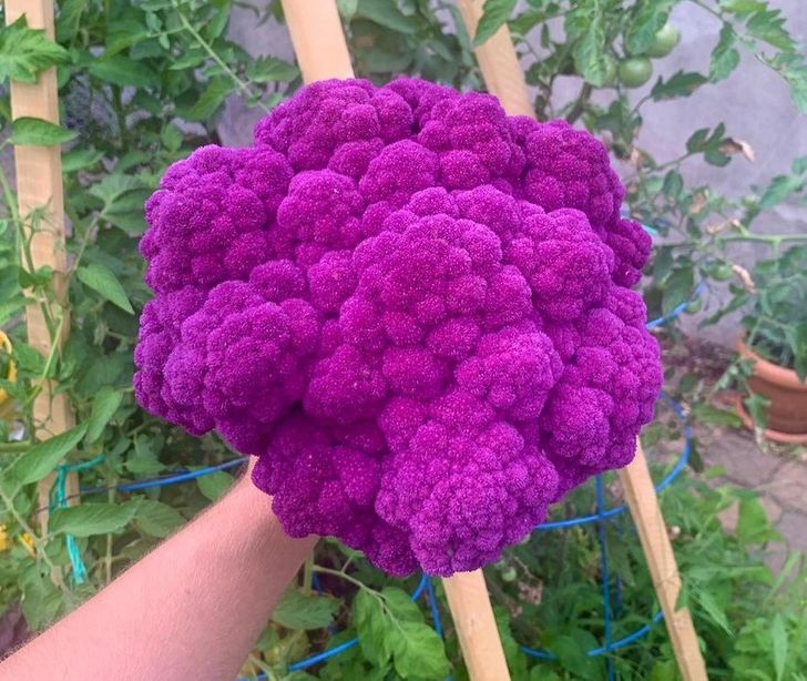 “The rare purple cauliflower — its signature color comes from the same antioxidant found in red cabbage.”