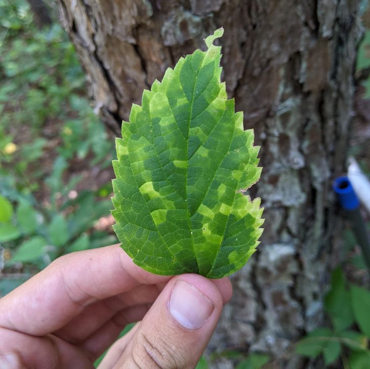 “This pixelated leaf I found.”