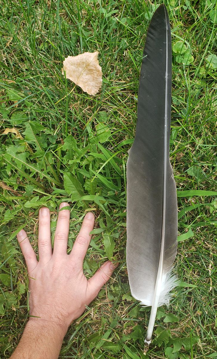 “I found a massive bald eagle feather.”