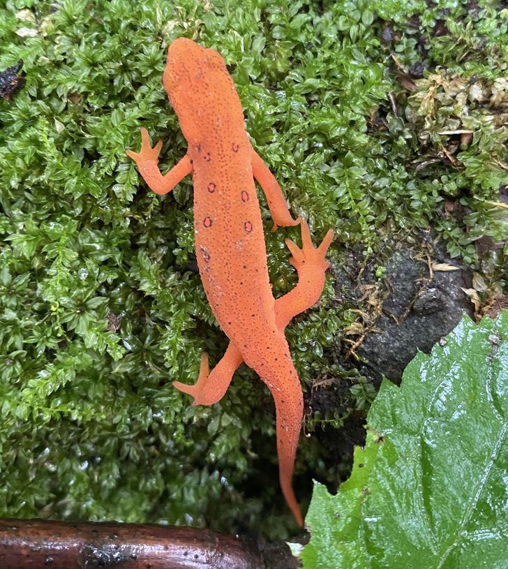 This is what an eastern newt looks like.