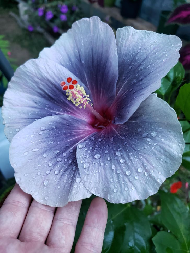 “First bloom of my midnight tryst hibiscus — it’s really spectacular in person!”