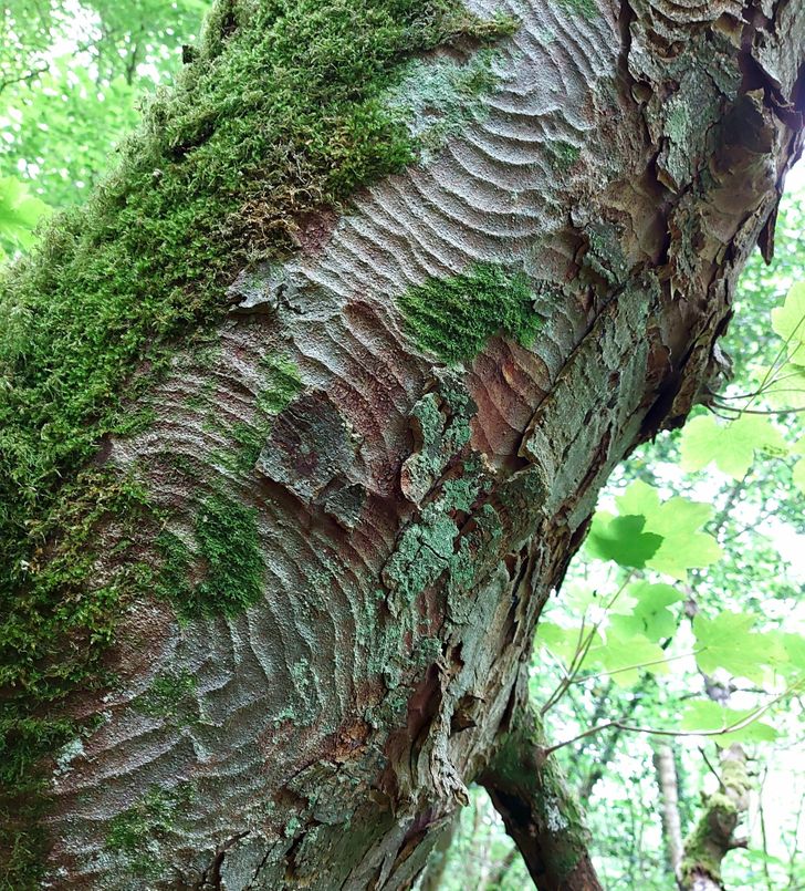 The pattern on this tree is really pretty to look at.