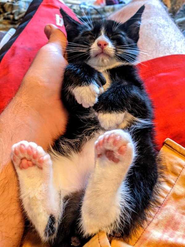 “Our new kitty has 24 toes.”