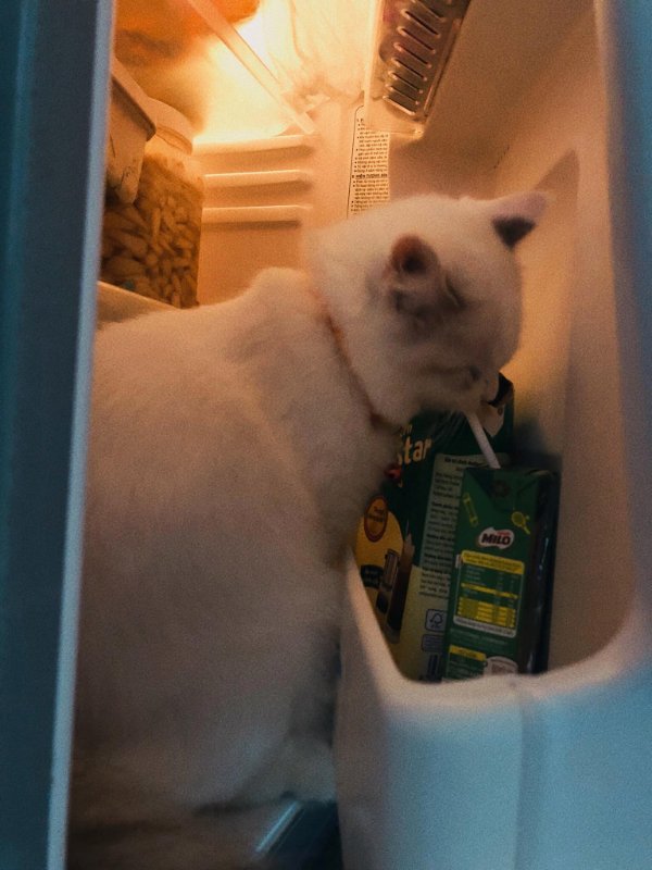 “My cat snuck into the fridge and tried to drink my milk.”