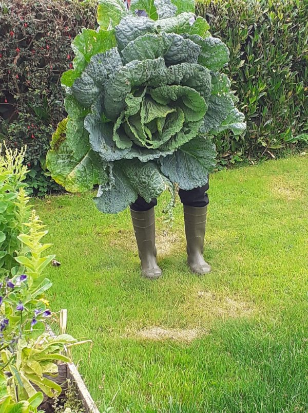 “My Grandad showing off his gigantic homegrown cabbage.”