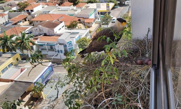 “The caracara falcons who built a nest on my grandma’s window just laid three eggs.”