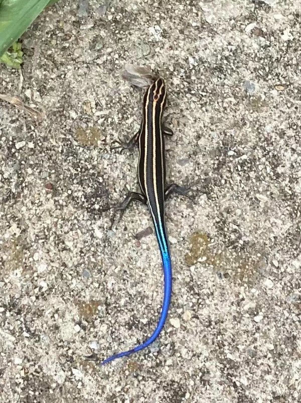 “The beautiful tail on this lizard I saw.”