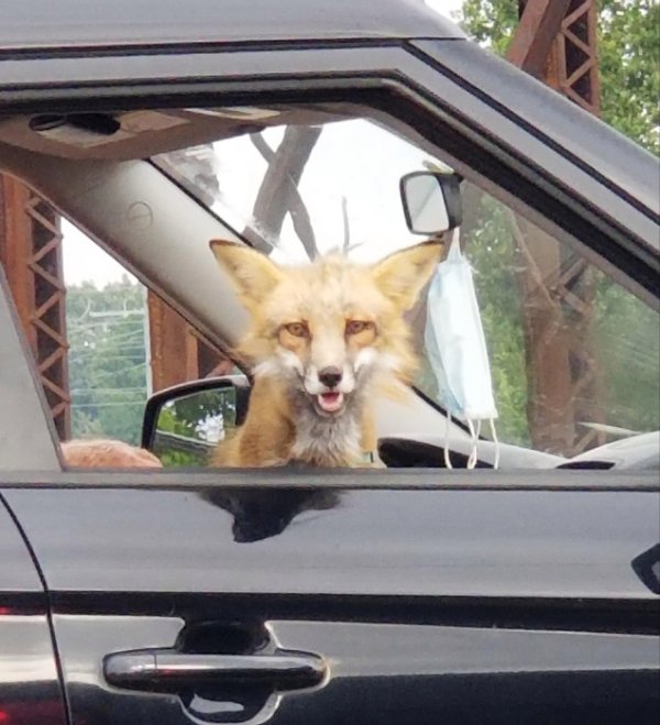 “I saw this fox riding in a car like a dog.”