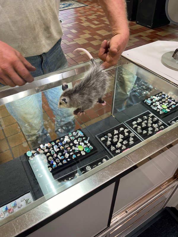 “Had a guy bring a opossum into the pawn shop where I work today.”