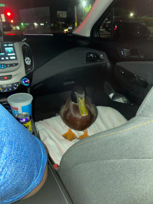 “Last night my wife’s Uber had a duck in it.”