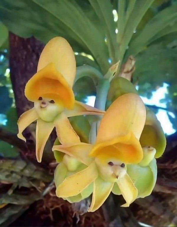 These orchids look like little happy banana bois.