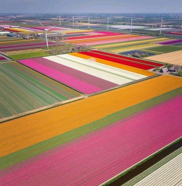 fascinating photos and pics - field of tulips holland lesbian