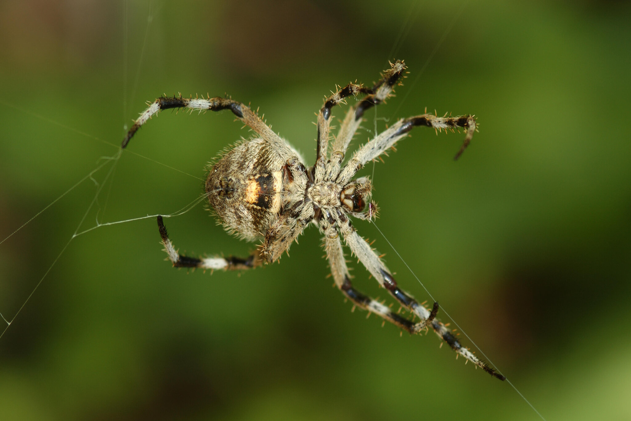 As a kid, I was really afraid of spiders. One night I saw a spider hiding behind a closet in my room. I told my mom about it and she said, “Don’t worry, spiders only live 24 hours, it is probably dead now.” I believed that for too long...