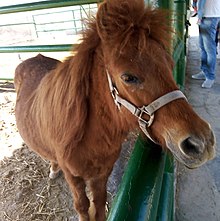 I’m 47 and I learned less than a decade ago that a pony is not a baby horse but a separate subtype of a horse.