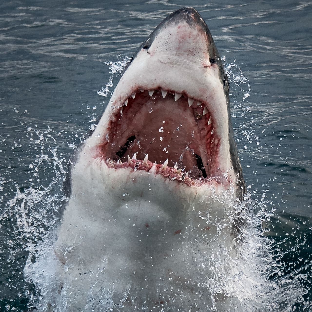 When I was younger, I was absolutely terrified of going to the beach because of sharks. Well, my mom got sick of hearing about it, so she told me that there was this giant net in the sea that circles our country and keeps the sharks out. It was 2 years ago when I realized this wasn’t true. I’m 31.