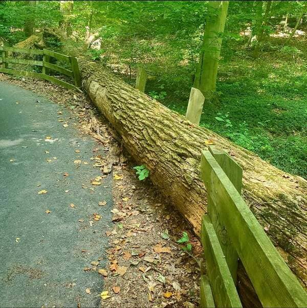 Tree falls on the fence, destroys but perfectly replaces fence. – Alapocas Run State Park.