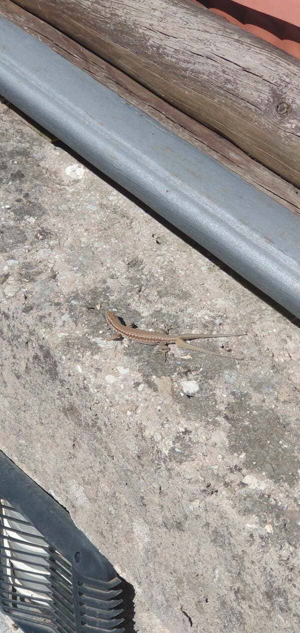 This lizard developed two symmetrical and evenly long tails.