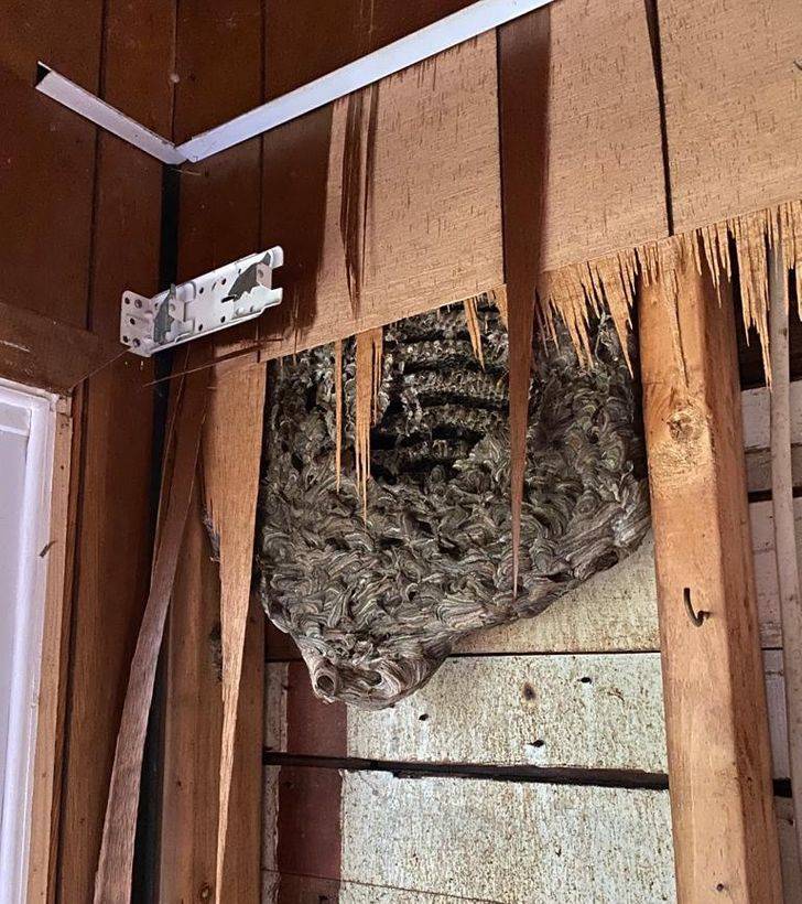 “We are currently tearing down my cottage and found this wasp nest in the bedroom wall. I’ve been peacefully living out a horror movie all these years.”