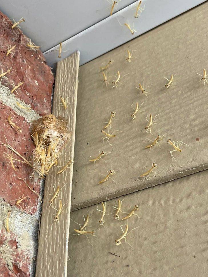 “Had a Praying Mantis nest hatch by my front door!”