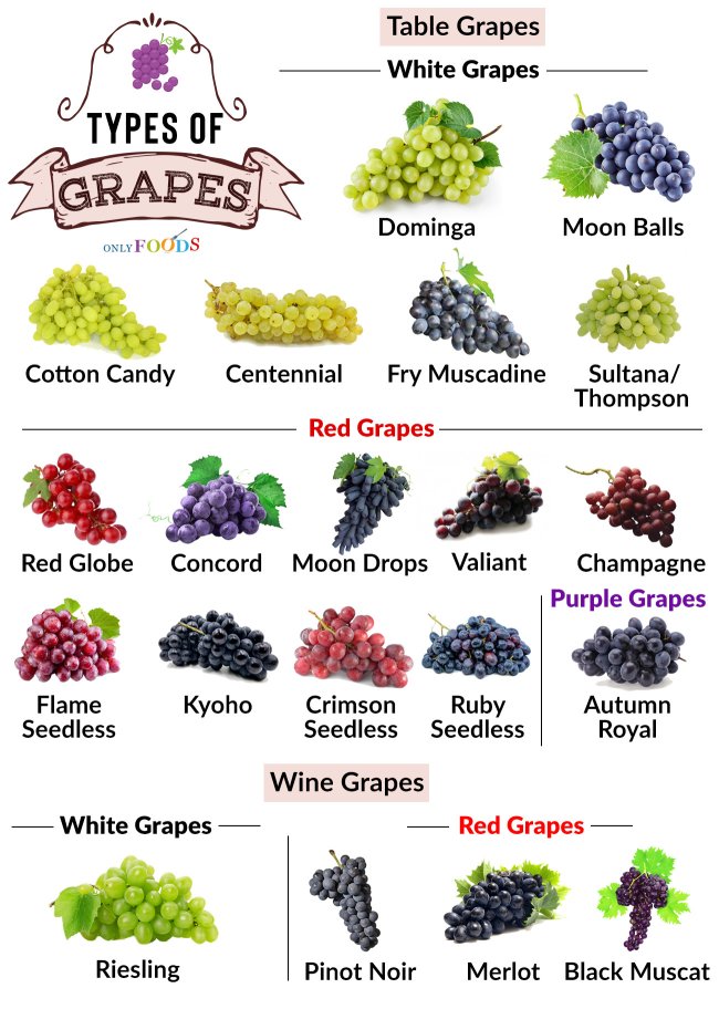 grapes types - Table Grapes White Grapes Types Of Grapes Dominga Moon Balls Onlyfoods Cotton Candy Centennial Fry Muscadine Sultana Thompson Red Grapes Red Globe Concord Moon Drops Valiant Champagne Purple Grapes Flame Seedless Kyoho Crimson Ruby Seedless