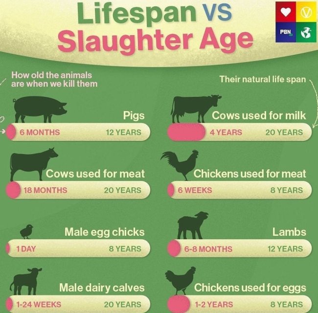 grass - Lifespan vs Slaughter Age Pen How old the animals are when we kill them Their natural life span Pigs 12 Years Cows used for milk 4 Years 20 Years 6 Months Chickens used for meat Cows used for meat 18 Months 20 Years 6 Weeks 8 Years Lambs Male egg 