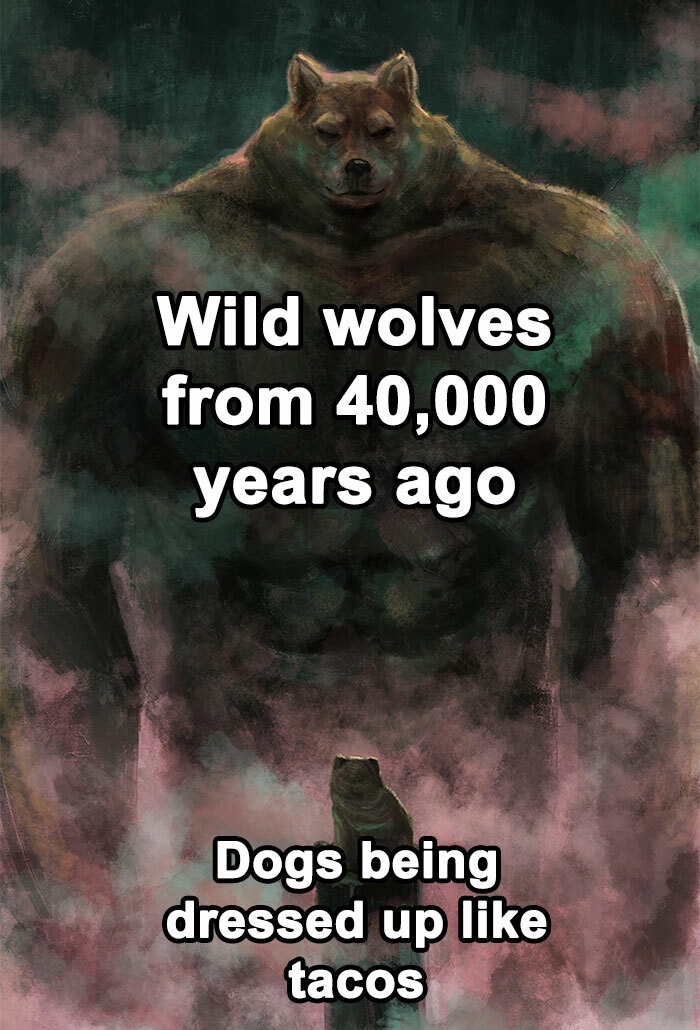 swole doge vs cheems art - Wild wolves from 40,000 years ago Dogs being dressed up tacos
