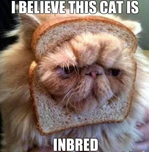 punny pics - cat is inbred - I Believe This Cat Is Inbred