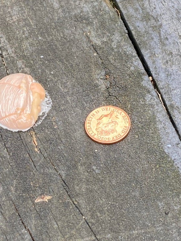 This is a dome-shaped object stuck to garden decking. It’s slightly jelly in substance and appeared overnight. I’m penny for size reference.

A: It’s a slime mold called a ‘false puffball’