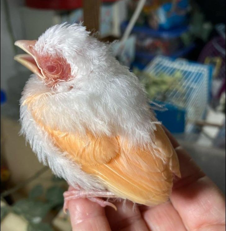 A rare albino Northern Cardinal