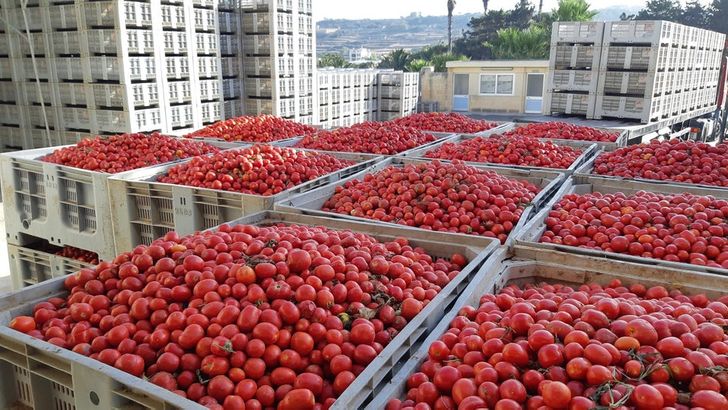 A close-up photo of tomato crates suddenly looks like a city.