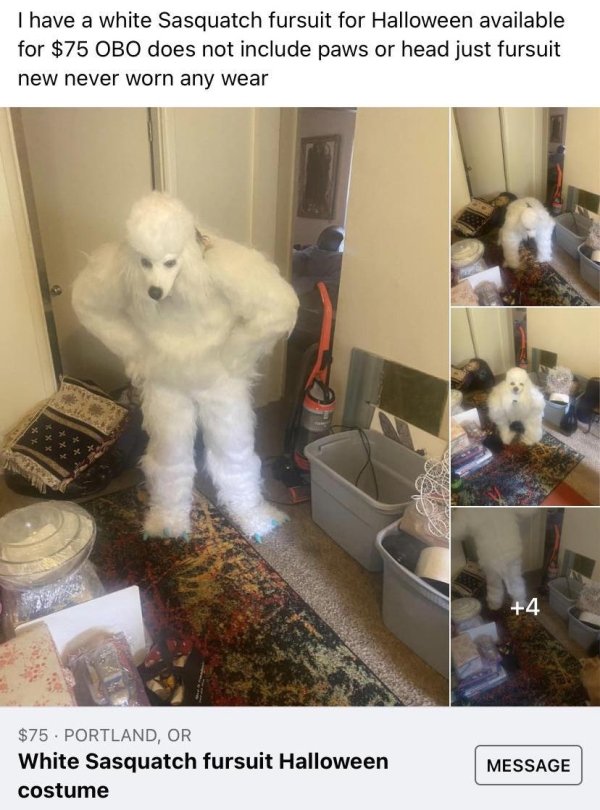 pet - I have a white Sasquatch fursuit for Halloween available for $75 Obo does not include paws or head just fursuit new never worn any wear 4 $75. Portland, Or White Sasquatch fursuit Halloween costume Message