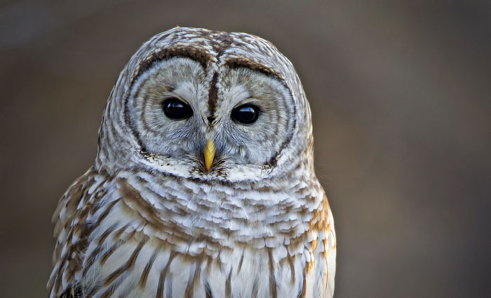 Super minor compared to many in this thread.

Night before thanksgiving 3 years ago I was across the country at my parents, driving back to theirs with my now-wife from a friends house. As we draw near, there is some type of bundle in the middle of the road. I stopped and pulled off to move it, and it turned out to be a barred owl that got clipped by a car. Long story short I spend the rest of that night getting the owl into a puppy cage, gave it some food and water, and the next day dropped it off at a wildlife rescue center.

I got home the next week, all the way across the country (New Jersey to Oregon). I stepped outside and there was a barred owl sitting on my fence watching me. It was gone by the time I got back. But now I know I'm straight with all owls.