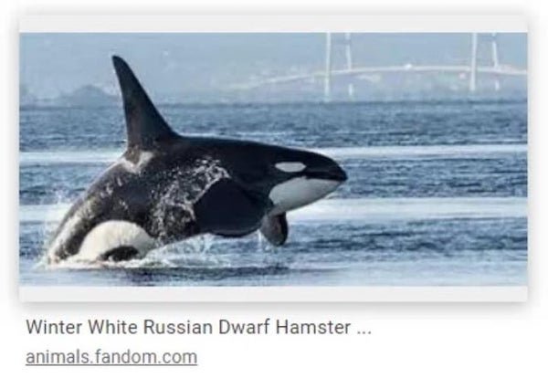 free healthcare memes - Winter White Russian Dwarf Hamster ... animals.fandom.com