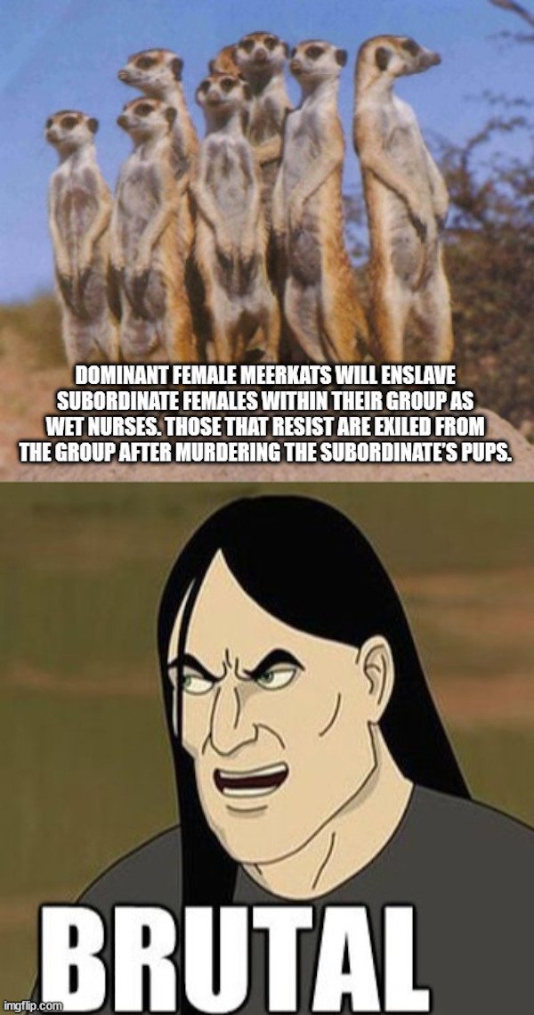 random facts - salamence memes - Dominant Female Meerkats Will Enslave Subordinate Females Within Their Group As Wet Nurses. Those That Resist Are Exiled From The Group After Murdering The Subordinate'S Pups. Brutal imgflip.com